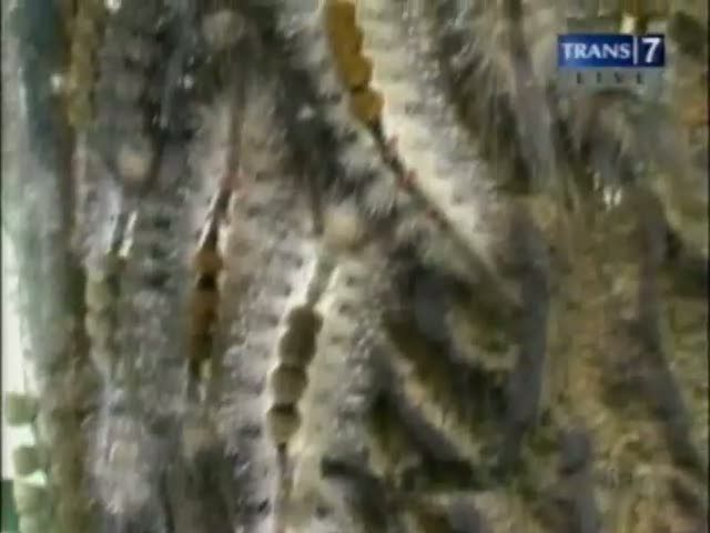 Ribuan Ulat Bulu Serang Pemukiman