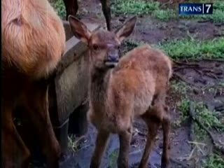 Rusa Amerika Lahir di Taman Safari Prigen