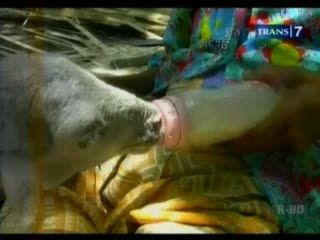 Unik, Kambing Doyan Minum Susu dan Makan Biskuit