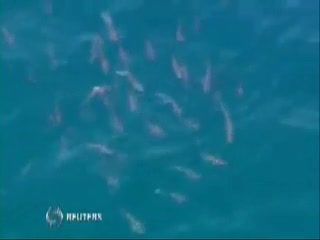 Seratus Ekor Hiu Datang, Pengunjung Dilarang Berenang