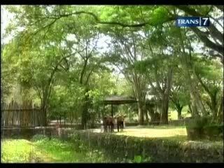 Watusi, Sapi Afrika dengan Tanduk Raksasa