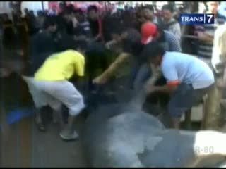 Kerbau Mengamuk Saat Upacara Tradisional