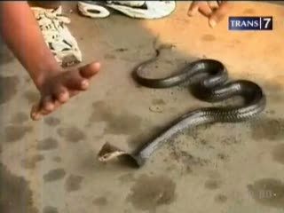 Penangkapan Ular Kobra di Stasiun Bekasi