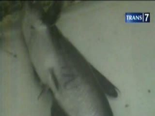Ikan Patin Lafadz Allah, Diyakini Sembuhkan Penyakit