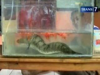 Mirip Naga, Ikan Gabus Dipercaya Bawa Hoki