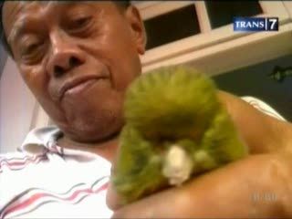 Lansia Sukses Budidaya Burung Kenari