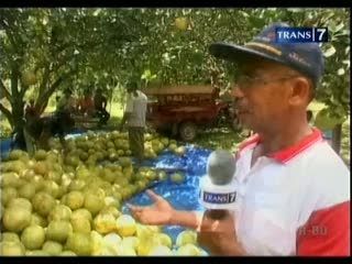 Jeruk Organik Sehat dan Segar