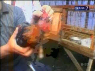 Geger! Disembelih 3 Kali, Ayam Jago Tetap Hidup