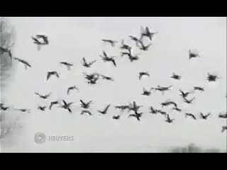 Ribuan Burung Gagal Bermigrasi Karena Cuaca Dingin