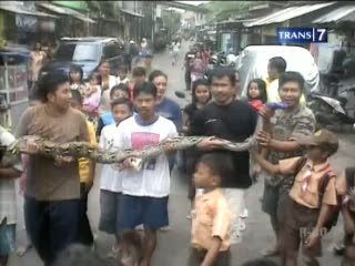 Ular Sanca 4 Meter Masuk Pemukiman Warga