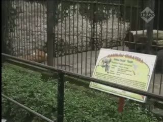 Seekor Harimau Koleksi Kebun Binatang Mati 