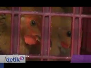 WHO Redam Isu Wabah Flu Burung Terbaru