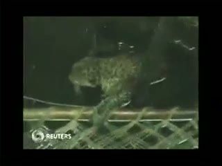 Macan Tutul Tercebur Sumur, Petugas Penyelamat Kewalahan   