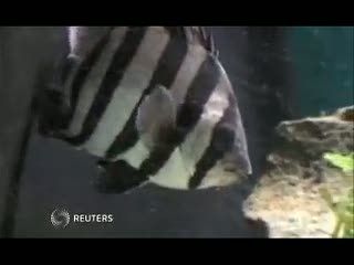 Ikan Tsunami Selamat Pasca Terdampar 8000 Km
