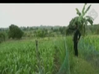Pria Beristri Cabuli Gadis di Perkebunan Jagung