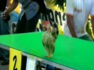 Kontes Catwalk Ayam Diserbu Warga