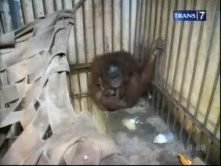 Orang Utan Melahirkan
