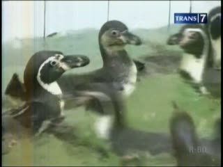 10 Pinguin Humbolt Siap Hibur Pengunjung Taman Safari