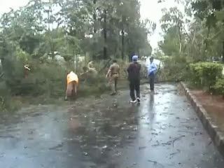 Hujan Disertai Angin, Banyak Pohon Tumbang