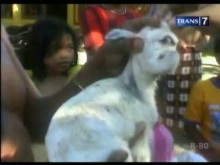 Unik, Anak Kambing Mirip Gajah dan Bermata Satu