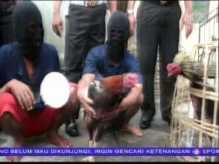 Dua Kakek Pelaku Judi Sabung Ayam Ditangkap