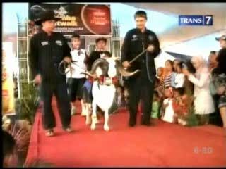 Aksi Domba Garut di Catwalk