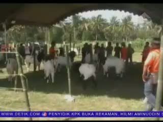 Kontes Sapi dan Kambing di Blitar