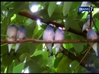 Semakin Punah, Gelatik Jawa Dilepas Liarkan
