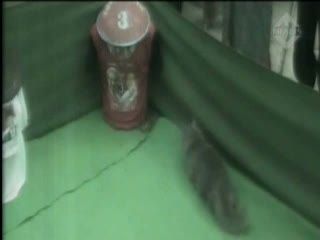Kucing Persia Prediksi Pilgub Jateng