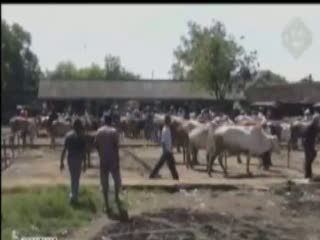 Juragan Sapi Dibacok Kawanan Perampok