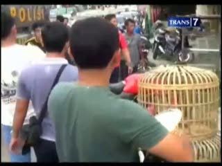 Lokasi Sabung Ayam Digerebek