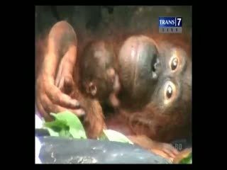 Lucu! Bayi Orangutan Lahir di WRC 