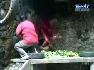 Bayi Orangutan Dilahirkan