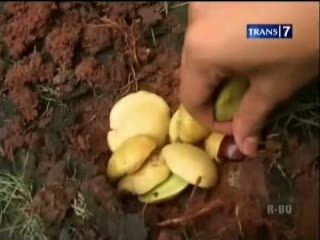 Jengkol Mampu Atasi Diabetes