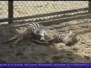 Satwa Baru Kebun Binatang Surabaya