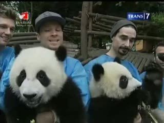 Bermain Panda Bersama Backstreet Boys