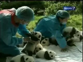 Konservasi Panda, Jaga Populasi dan Habitat Asli