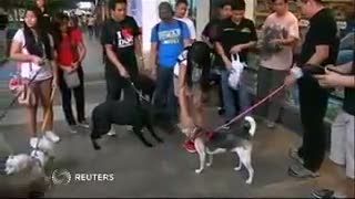 Anjing Penyelamat Sembuh Meski Kehilangan Moncong
