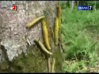 Hama Ulat Serang Kebun Warga