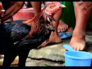 Meski Sudah Disembelih, Ayam Tetap Hidup, Makan dan Minum