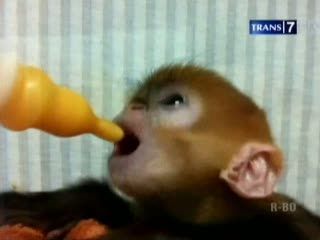 Monyet Emas yang Terancam Punah