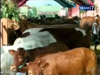 Kontes Sapi Jumbo 1 Ton, Bernilai Ratusan Juta