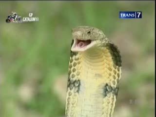 Berbagai Manfaat Ular, Berani Mencoba?