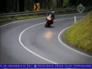 Moge Milik Ari Wibowo Hanya ada 3 di Indonesia
