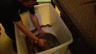  Ingin Sensasi Luar Biasa? Coba Spa Ular
