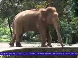 Bonbin Ragunan Dianggap Tidak Ditangani Secara Profesional