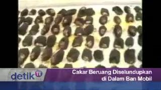 Cakar Beruang Diselundupkan di Dalam Ban Mobil