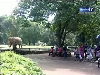 Tarik Ulur Swastanisasi Kebun Binatang Ragunan