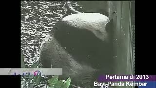 Pertama di 2013, Kelahiran Bayi Panda Kembar 