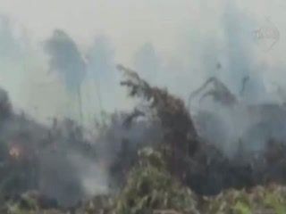 Polda Riau Tetapkan 9 tersangka Pembakaran Lahan